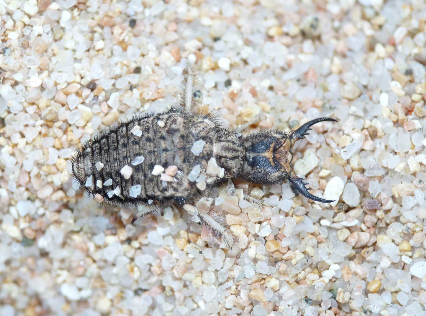 Larve di Acanthaclisis sp.